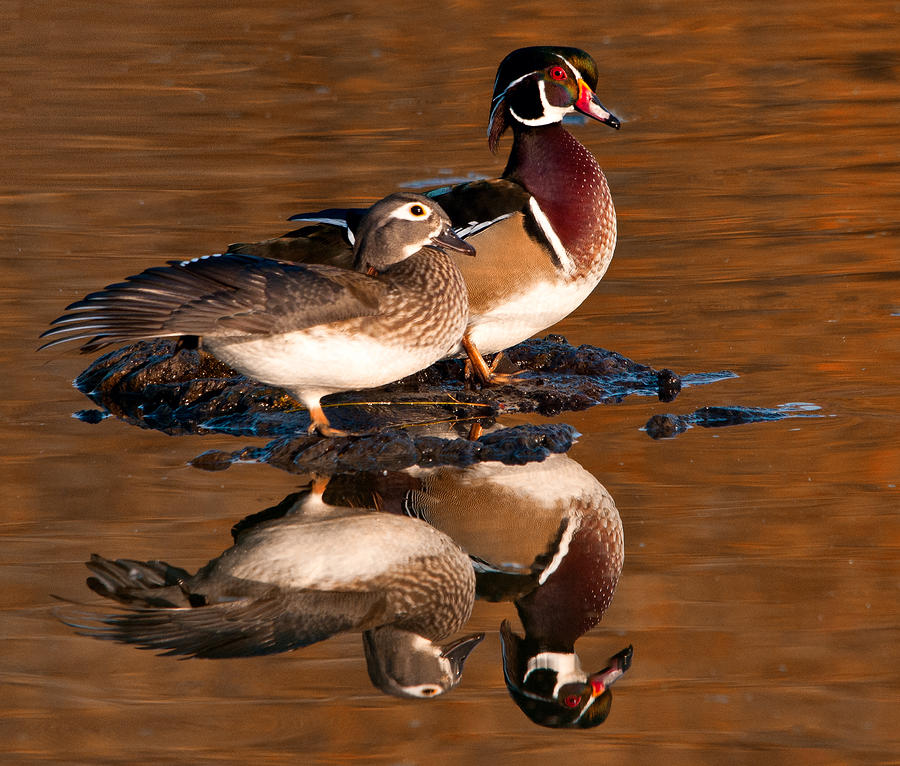 Wood Ducks Photograph by Wade Aiken