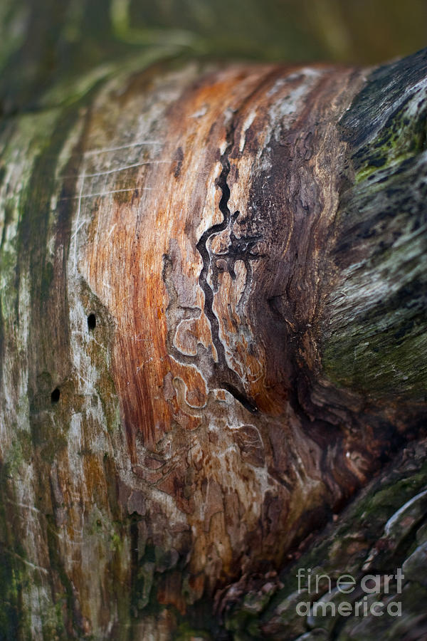 Wood for Worms Photograph by Barbara McMahon