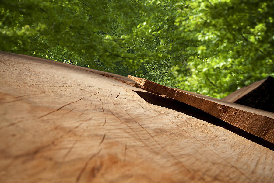 Wood forest в чем разница