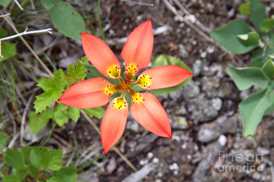Wood Lily Lilium Philadelphicum Photograph by Ted Kinsman