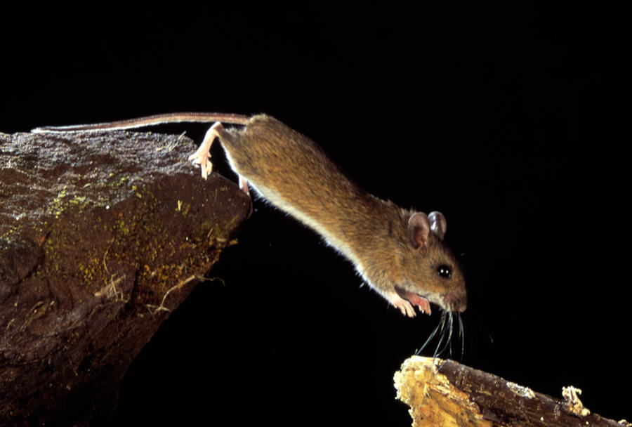 Wildlife Photograph - Wood Mouse Leaping by Andy Harmer