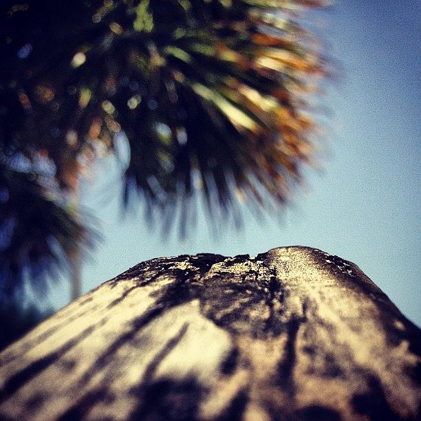 Wood Photograph - #wood #palms #sky #instapic  #instaphoto by Eric Dryer