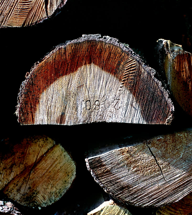 Wood. Piled up logs. Photograph by Juan Carlos Ferro Duque