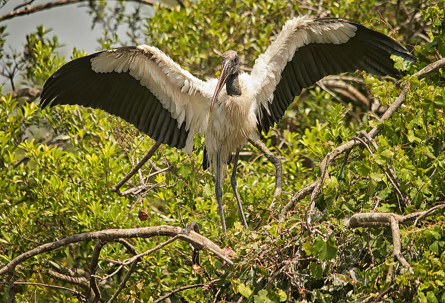 Wood Stork Photograph by Wade Aiken