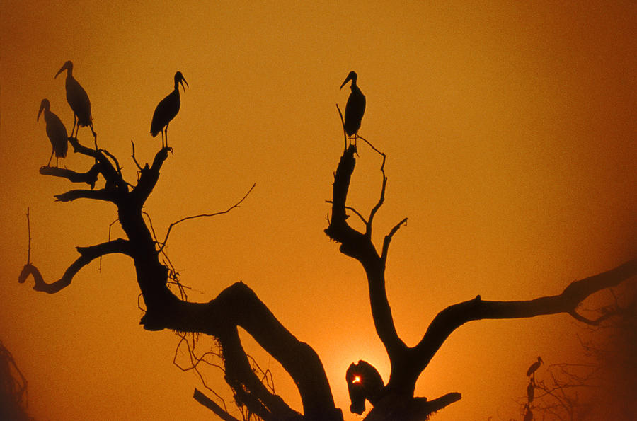 Wood Storks Photograph by John Foxx