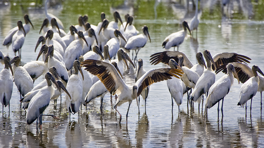 Wood Storks Photograph By Patrick Lynch