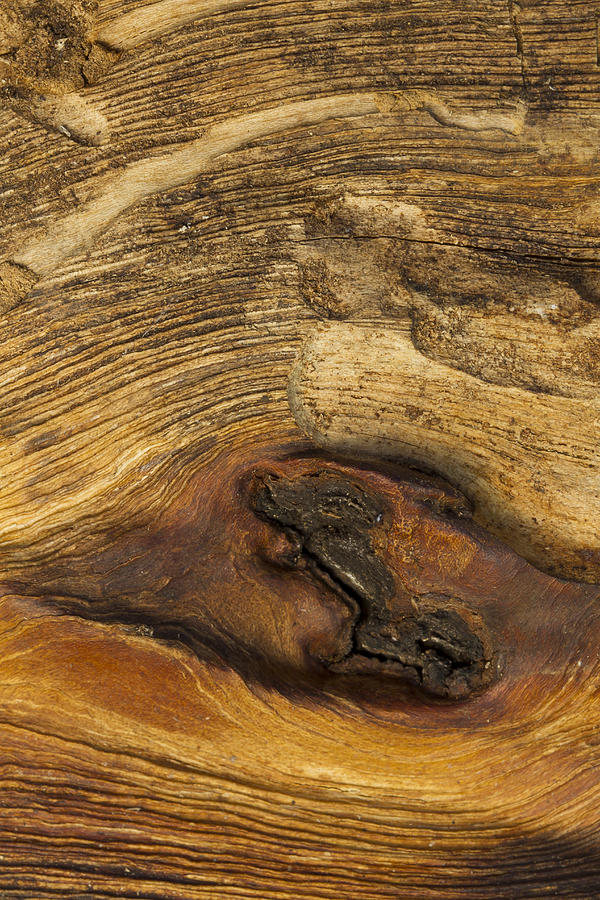 Wood Texture 1 B Photograph