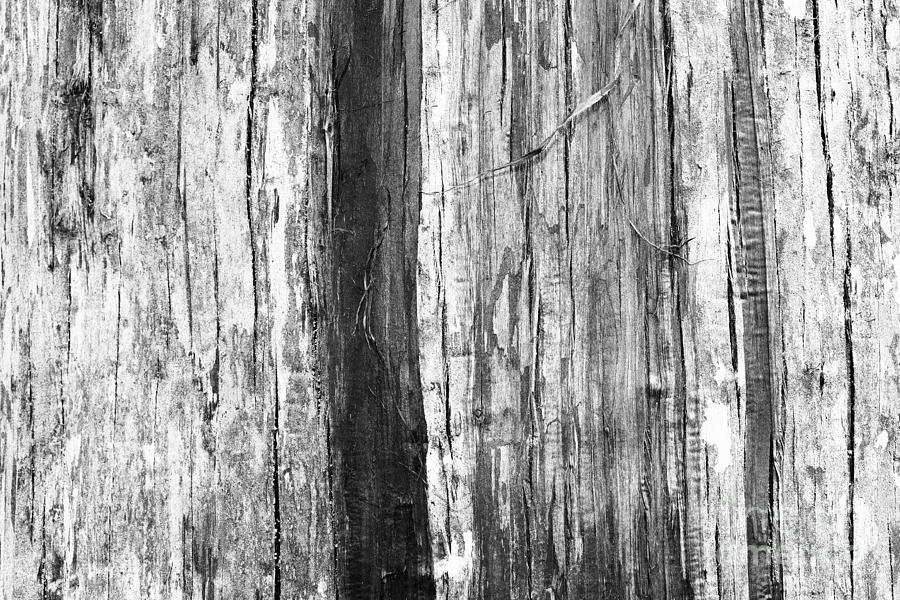 Nature Photograph - Wood texture by Gaspar Avila