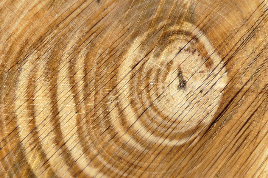 Wood Texture Photograph