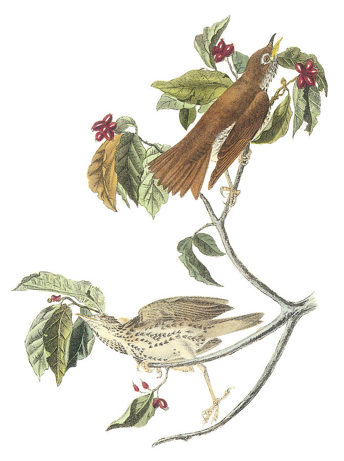 Wood Thrush Painting by John Jnmes Audubon - Fine Art America