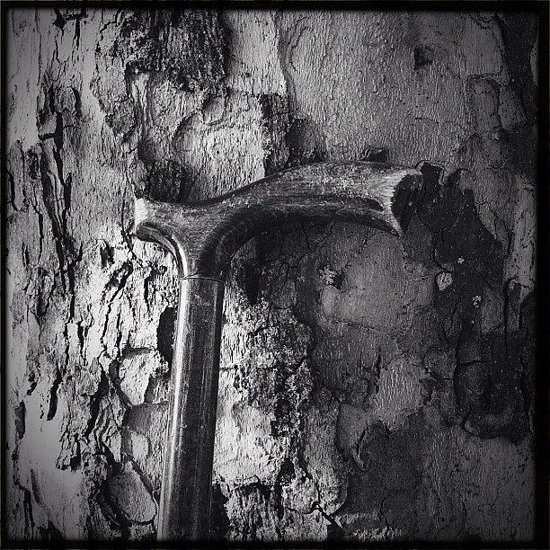 Tree Photograph - Wood To Wood. An Old Cane Is Leaning On by Manuela Kohl