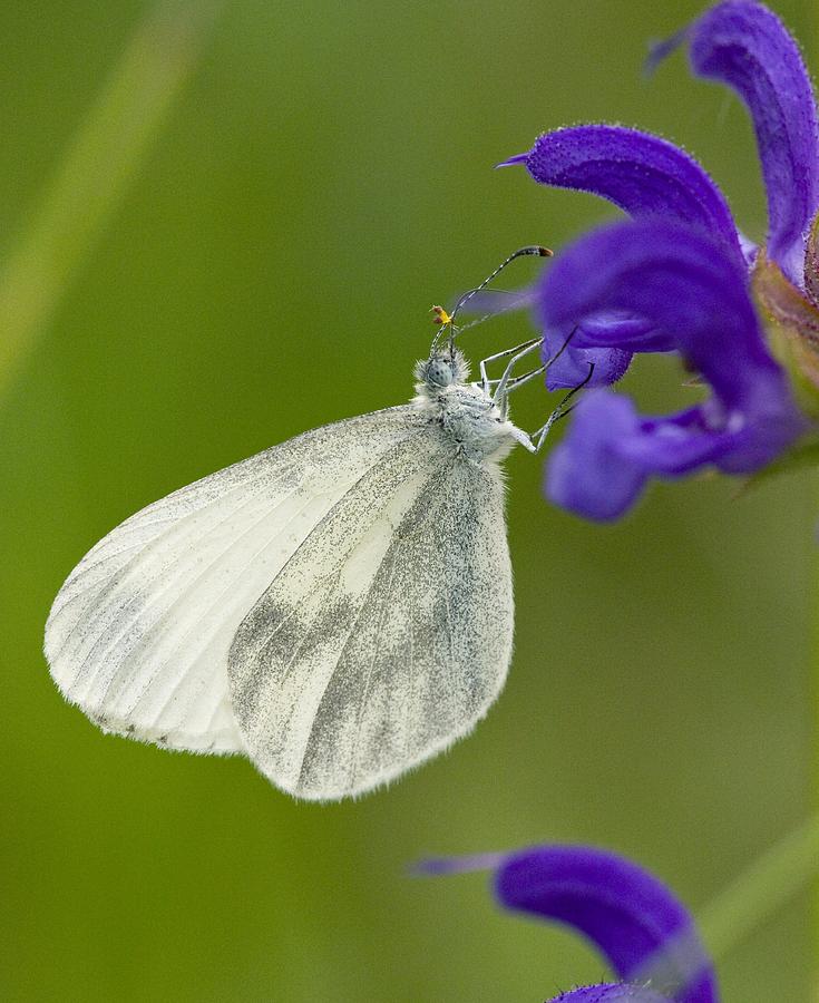 Butterfly Photograph - Wood White by Bob Gibbons