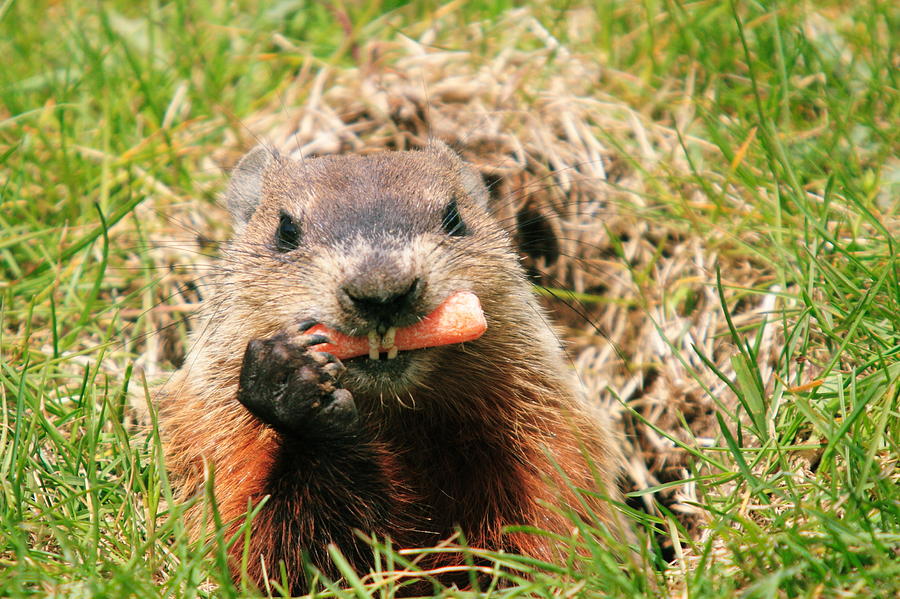 Woodchuck In Hole Eating Carrot Photograph By David R. Tyner