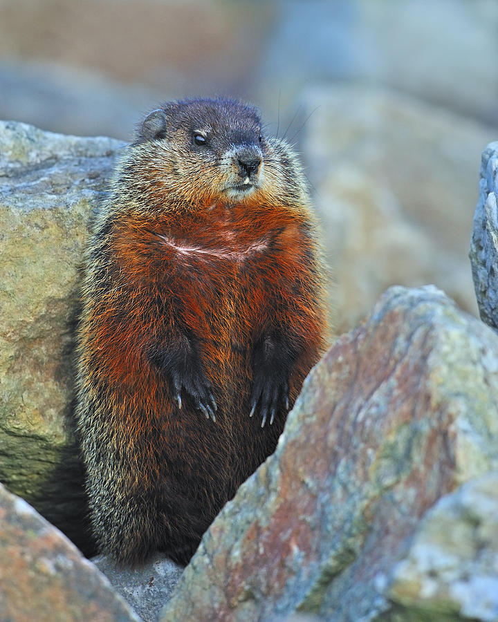 Groundhog Photograph - Woodchuck by Tony Beck