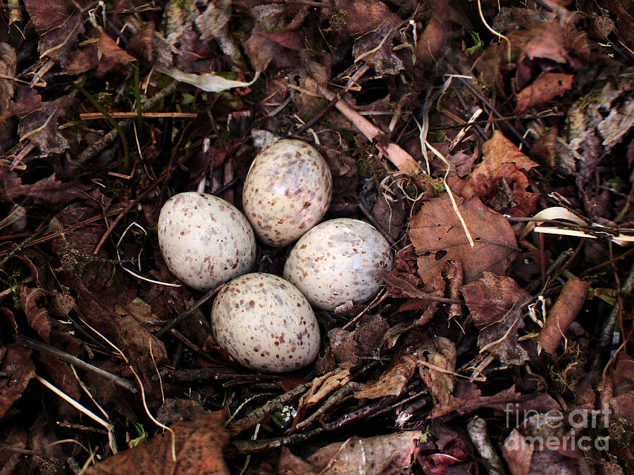 Woodcock Nest and Eggs Photograph by Angie Rea