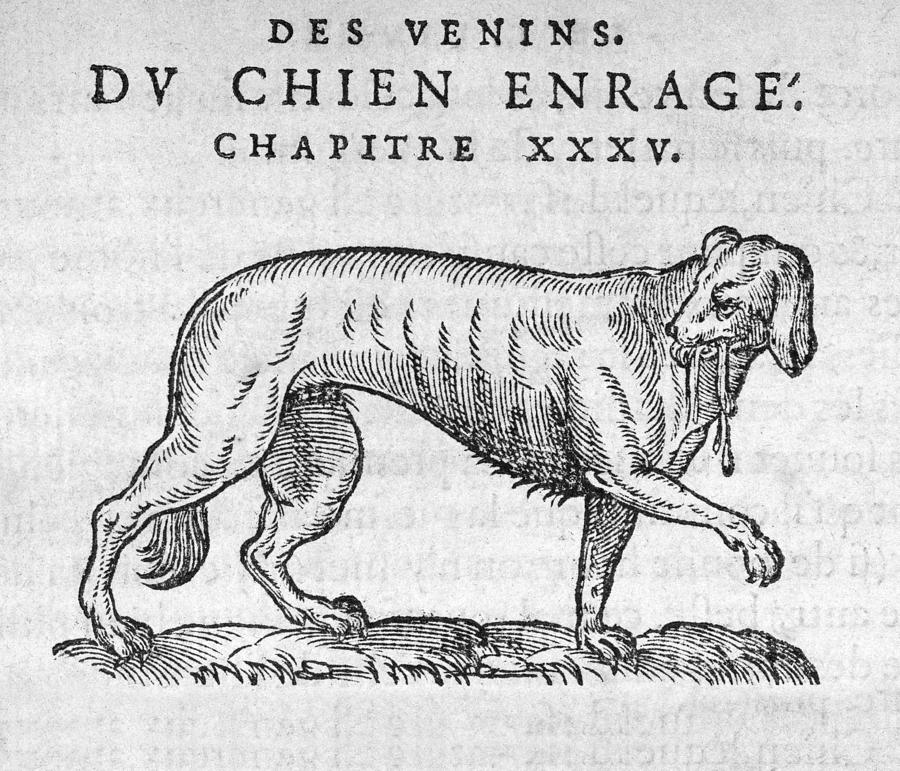 Woodcut Of A Rabid Dog Photograph by Middle Temple Library