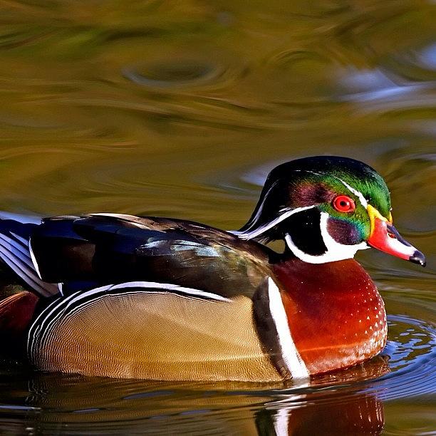Animal Photograph - #woodduck #real #nofilter #birds by Raul Roa