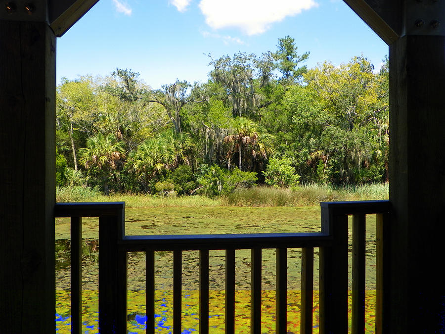 Wooded Framed View Photograph by Sheri McLeroy
