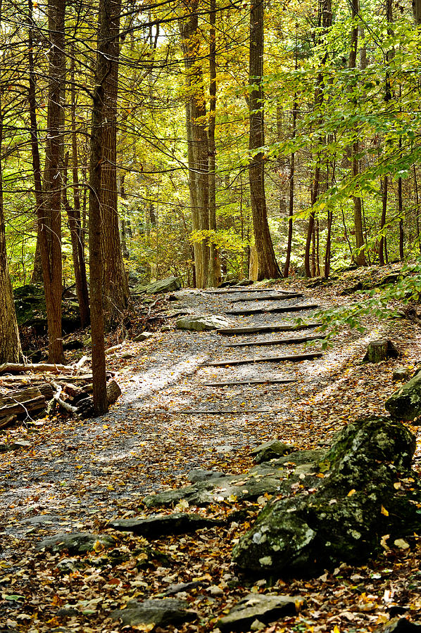 Wooded Stairway Photograph by Kelley Nelson
