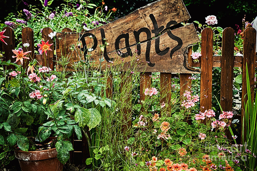 Wooden plant sign in flowers Photograph by Simon Bratt Photography LRPS