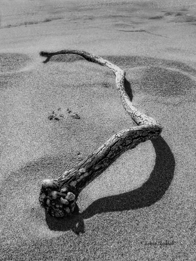 Wooden Serpent Photograph by Donna Blackhall
