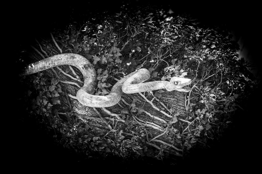 Wooden Snake Photograph by Ralf Kaiser