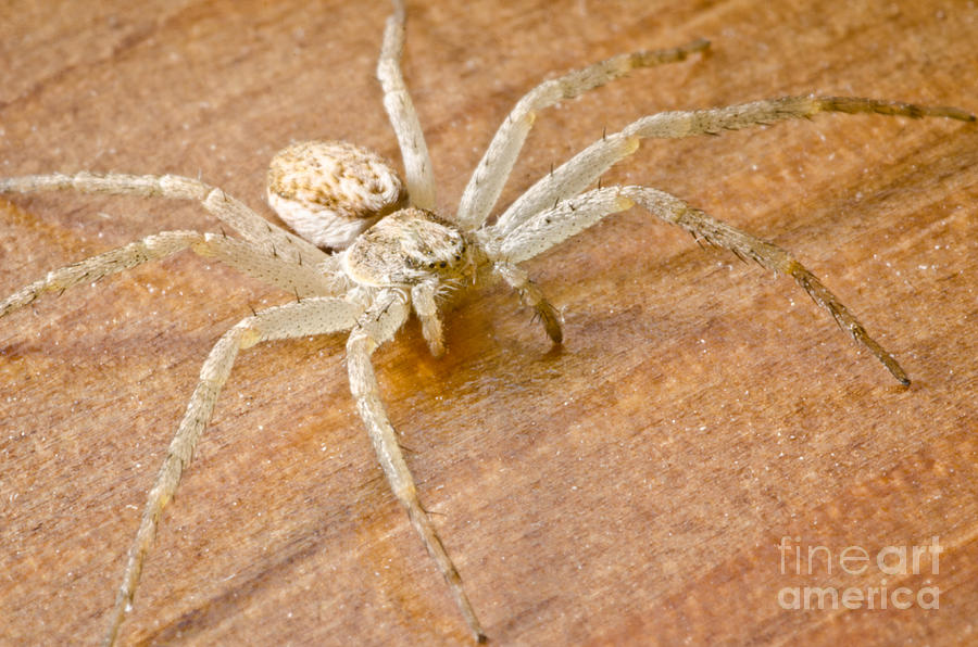Wooden Spider Anyphaena Accentuata Buzzing Spider On A Wooden Floor In A Uk House Photograph