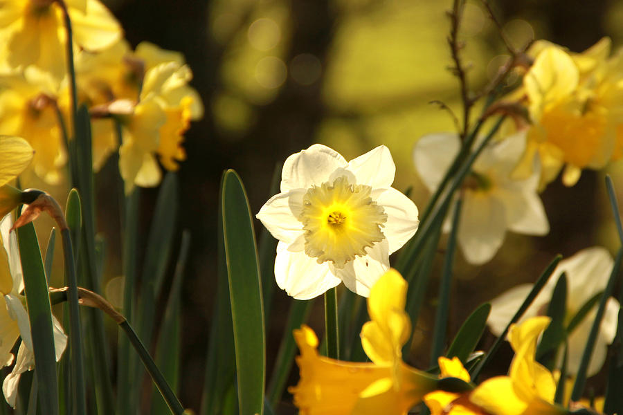 Woodland Daffodils Photograph by AMY Whimsicalworks - Fine Art America