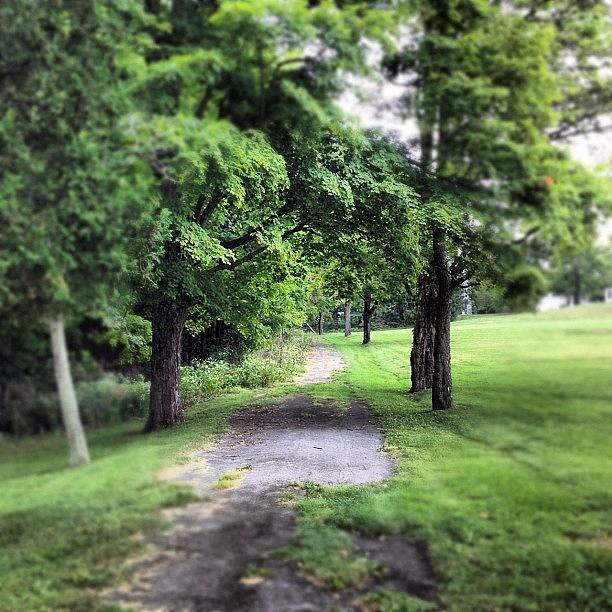 Summer Photograph - #woodland #forest #green #trees #path by Shannon Ferguson
