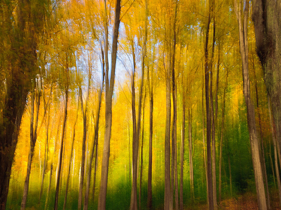 Woodland Impression Photograph by Fred LeBlanc