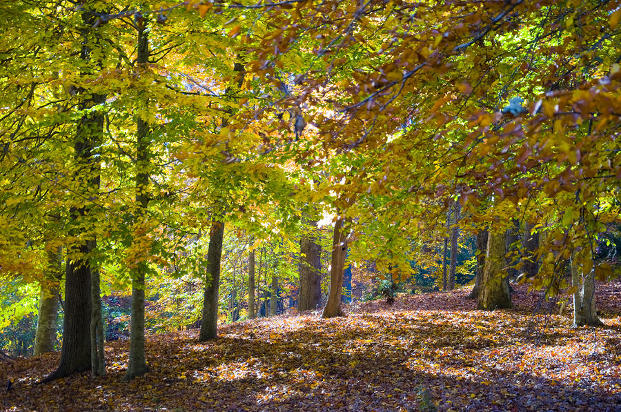 Woodland In Fall Photograph by Rob Hemphill