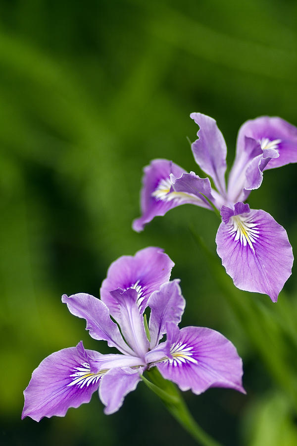 Woodland Iris Photograph by Rebecca Cozart
