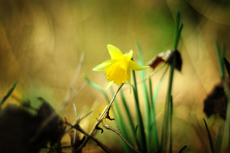 Woodland Narcissus Photograph by Rebecca Sherman