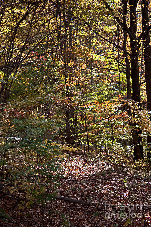 Fall Photograph - Woodland Path by Robert Sander