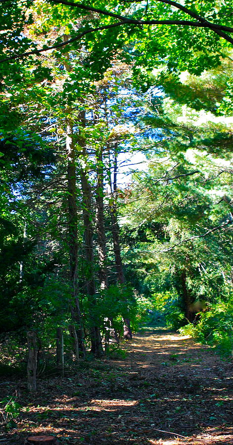 Woodland Path Photograph by Susan Elise Shiebler