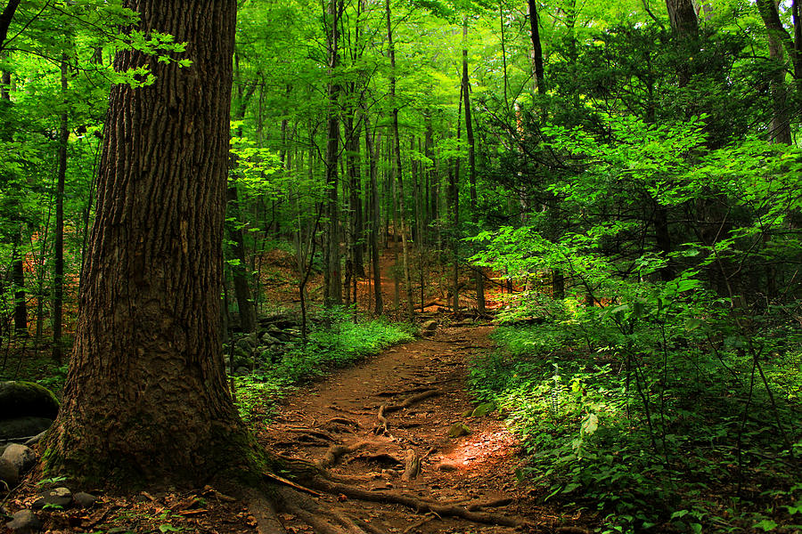 Tree Photograph - Woodland Pathway by Cathy Leite Photography