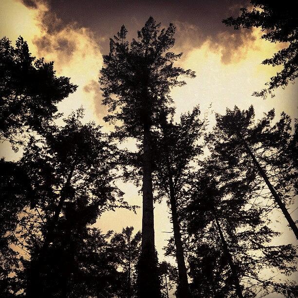 Tree Photograph - #woodland #silhouette #trees #cornwall by Sven Logan Todd