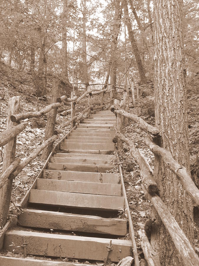 Woodland Stairs in Sepia Photograph by Richard Reeve