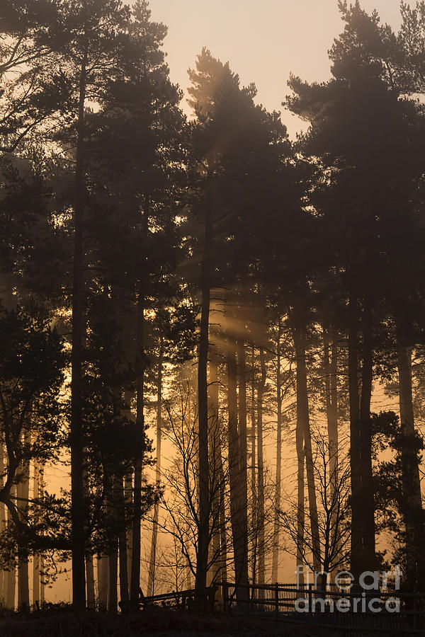 Tree Photograph - Woodland Sunrise by Ann Garrett