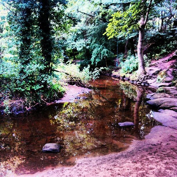 Tree Photograph - Woodland Water #rivernidd #nidderdale by Pete Carr