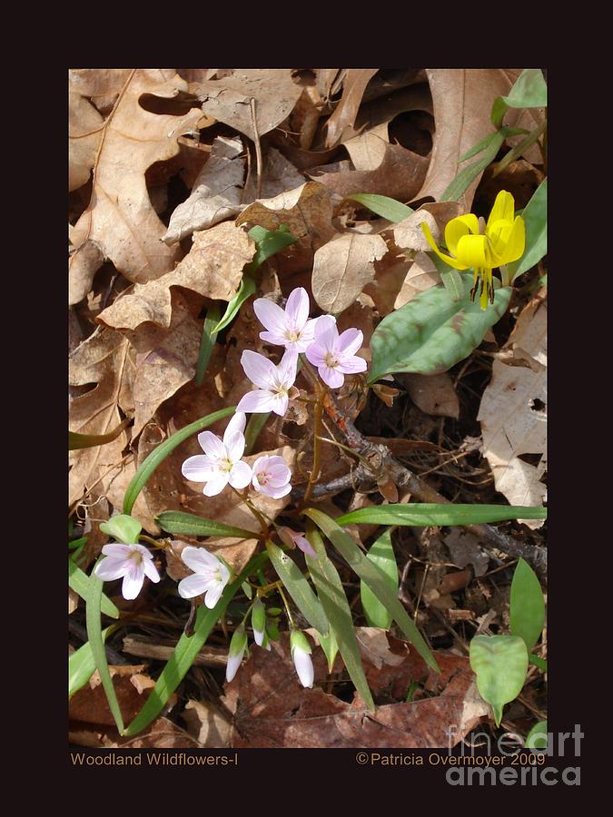 Woodland Wildflowers-I Photograph by Patricia Overmoyer