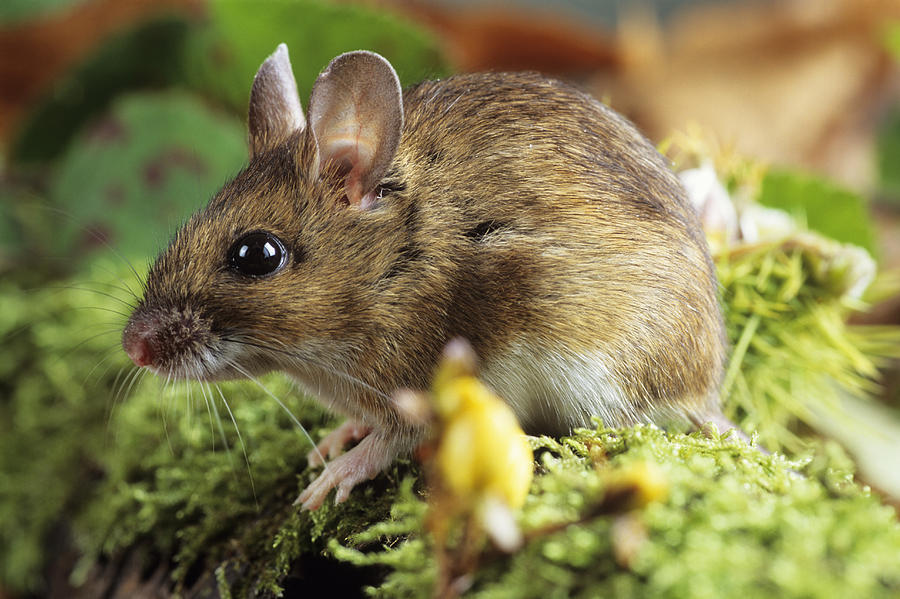 Woodmouse Photograph by David Aubrey - Fine Art America