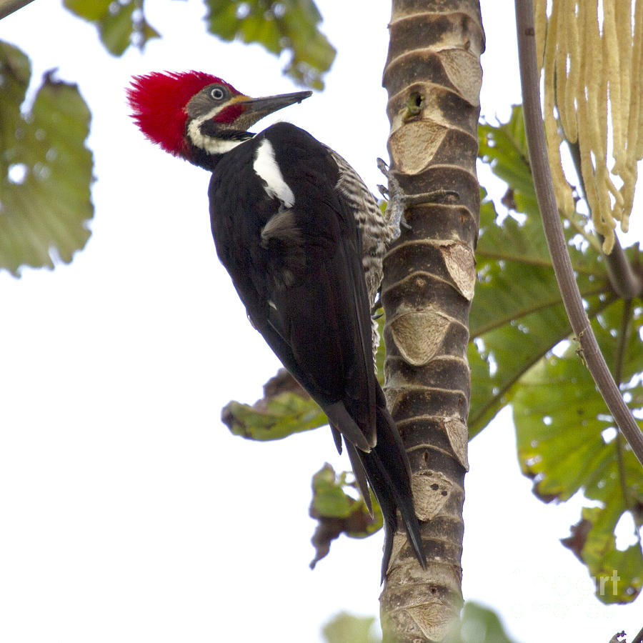 Bird Photograph - Woodpecker 1 by Heiko Koehrer-Wagner