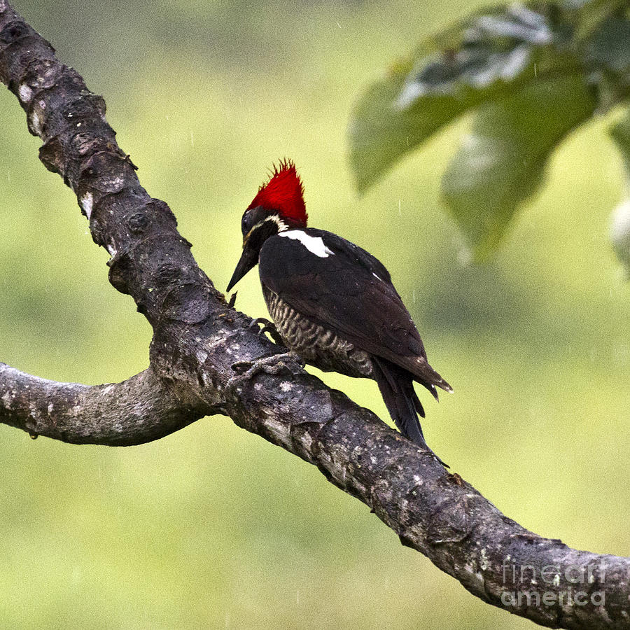 Woodpecker 2 Photograph by Heiko Koehrer-Wagner