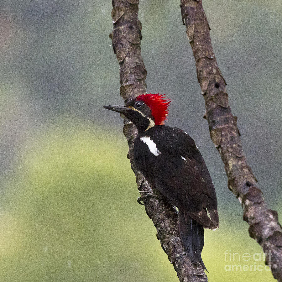 Woodpecker 4 Photograph by Heiko Koehrer-Wagner