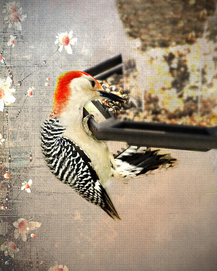 Woodpecker Photograph by Kathy Jennings