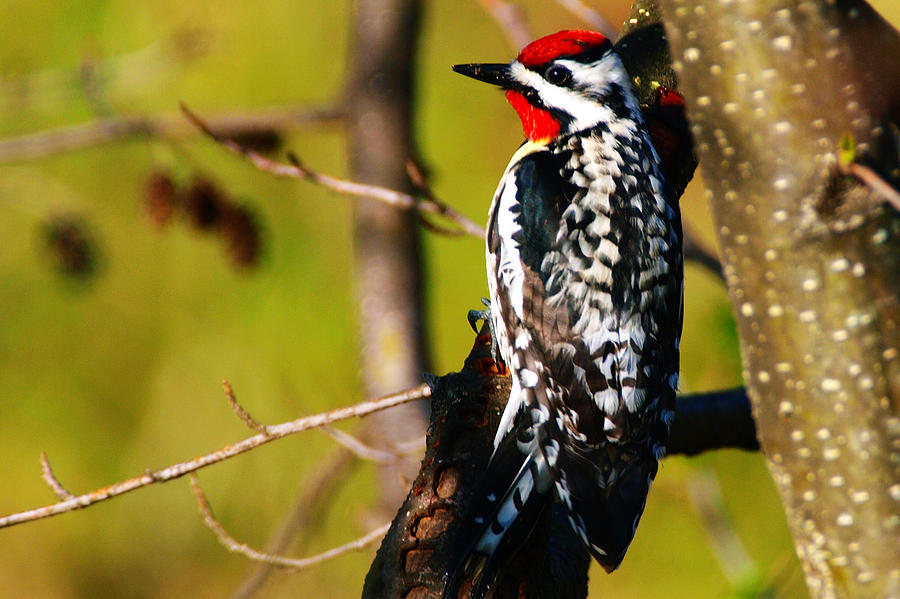 Woodpecker Photograph by Paul Ge