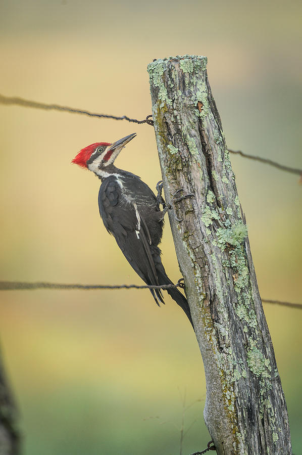 Summer Photograph - Woodpecker on Post by Charlie Choc