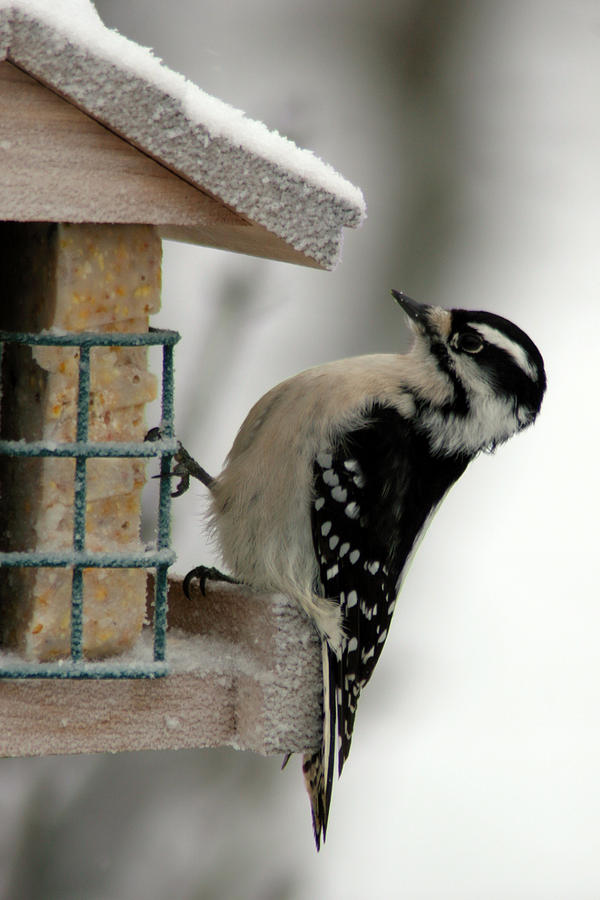 Woodpecker Photograph by Rick Rauzi