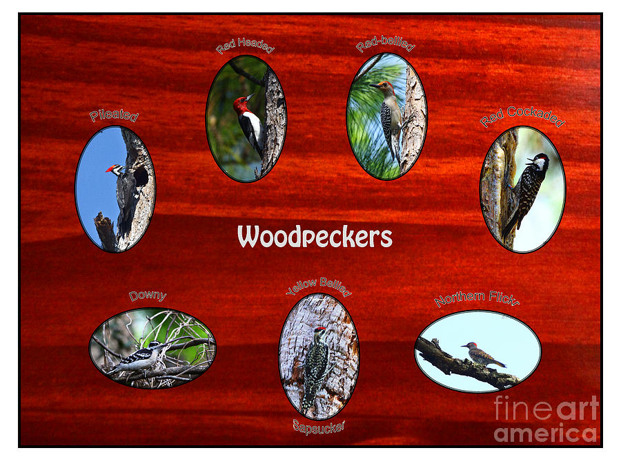 Woodpeckers Photograph by Barbara Bowen